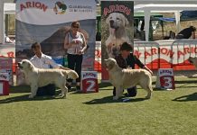 CONCURSO CANINO