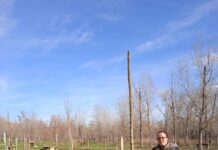 PLANTACIÓN DE ÁRBOLES