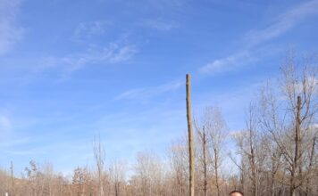 PLANTACIÓN DE ÁRBOLES