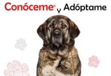 🐾Campaña #ConócemeyAdóptame de la Comunidad de Madrid.🐾