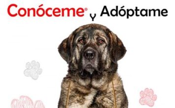 🐾Campaña #ConócemeyAdóptame de la Comunidad de Madrid.🐾