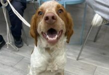 PERRO ABANDONADO