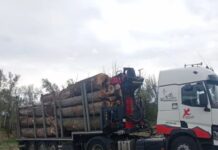 TALA DE CHOPOS EN «LA PAYITA»