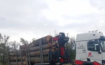 TALA DE CHOPOS EN «LA PAYITA»