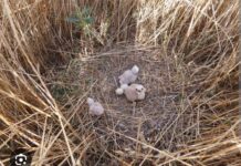 Campaña de Salvamento del Aguilucho Cenizo ZRAE 3