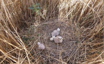 Campaña de Salvamento del Aguilucho Cenizo ZRAE 3