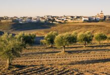 CONCENTRACIÓN PARCELARIA