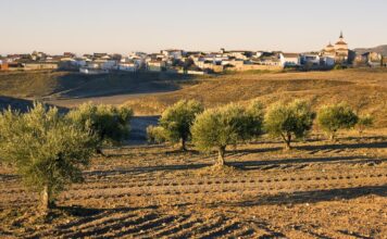 CONCENTRACIÓN PARCELARIA